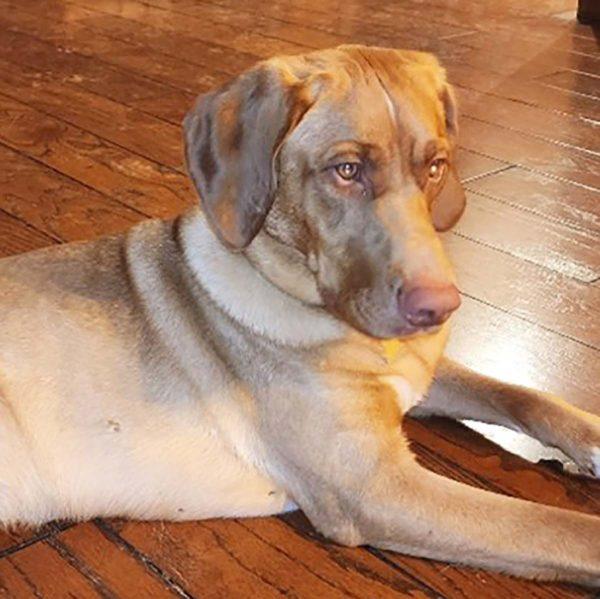 Lab Pointer Mix