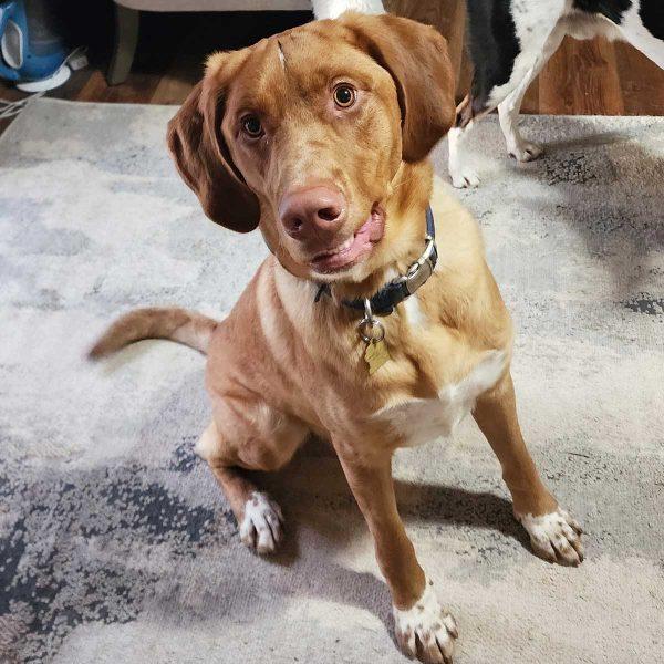 Lab Pointer Mix