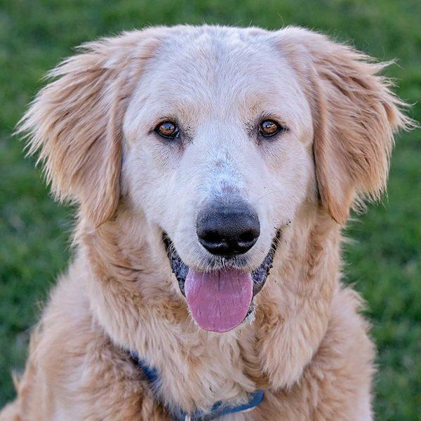 Golden Retriever Pyr mix