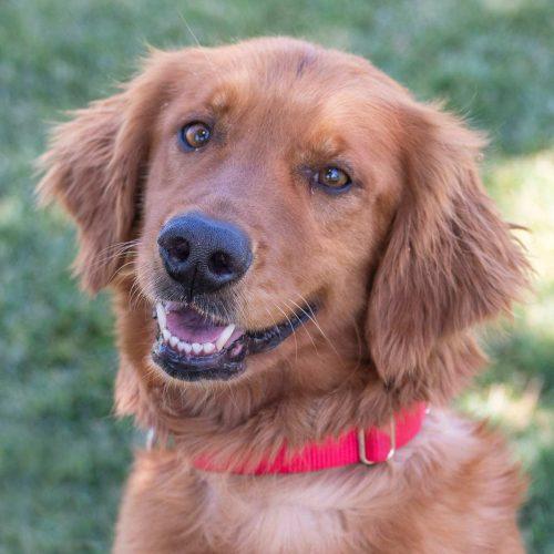 Golden Retriever
