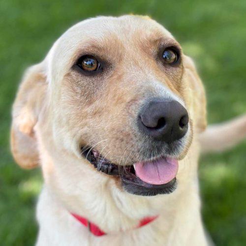Labrador Retriever