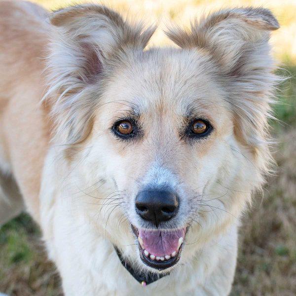 Golden Mix