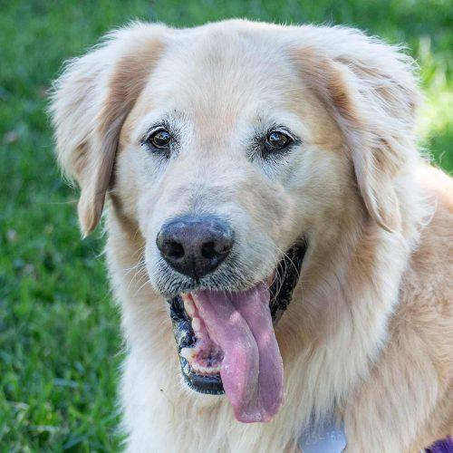 Golden Retriever