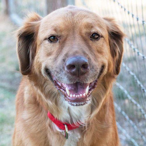 Golden Aussie mix