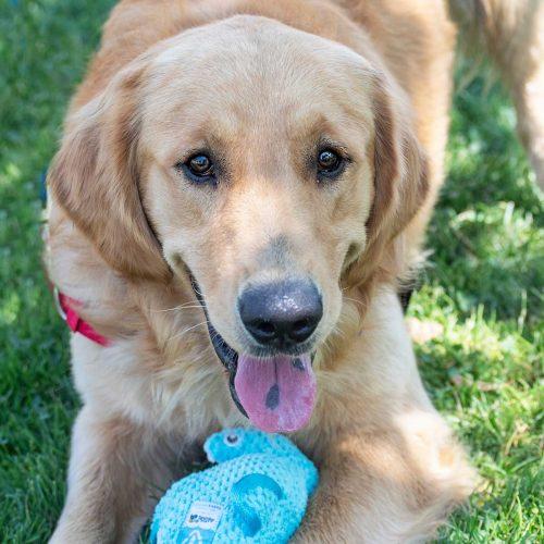 Golden Retriever