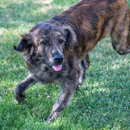Lab Mix