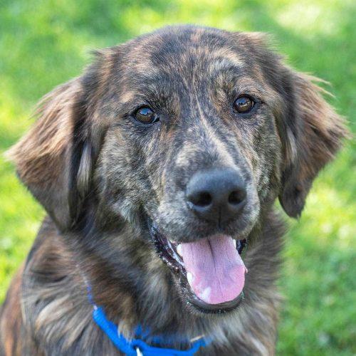 Lab Mix