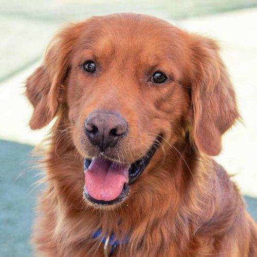 Golden Retriever
