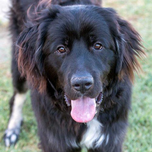 Newfoundland dog mix