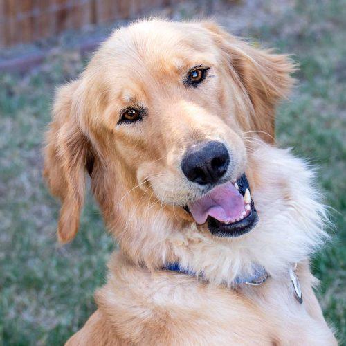 Golden Retriever
