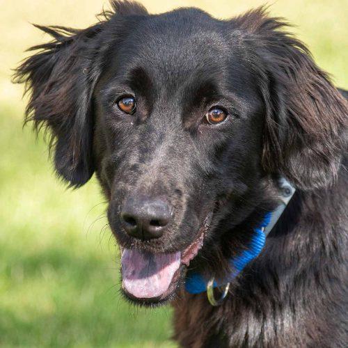 Lab Mix
