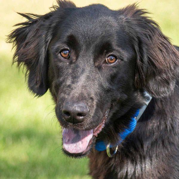 Lab Mix