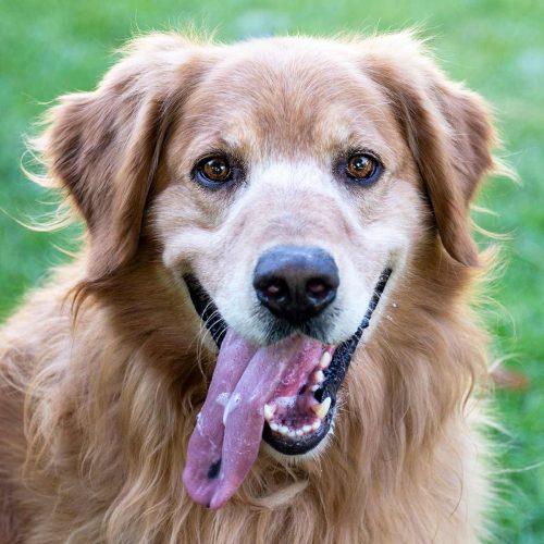 Golden Retriever