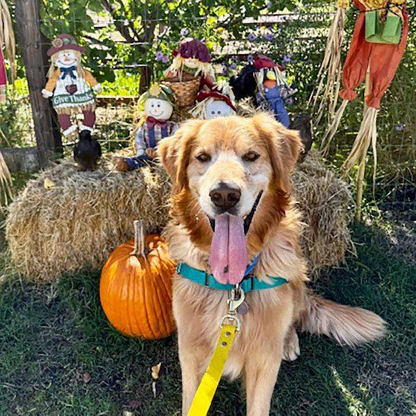 Golden Retriever