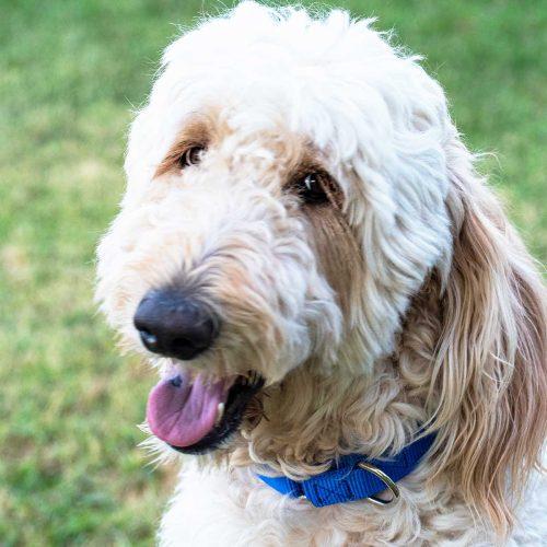 Golden Doodle
