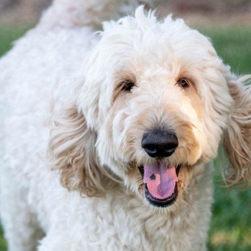Golden Doodle