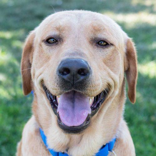 Labrador Retriever