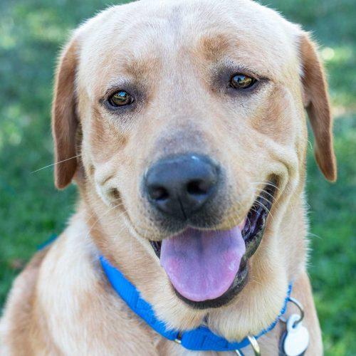Labrador Retriever