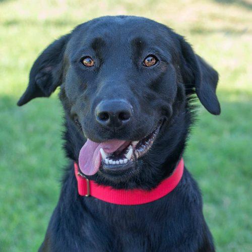 Black Labrador