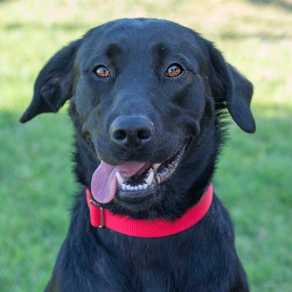 Black Labrador