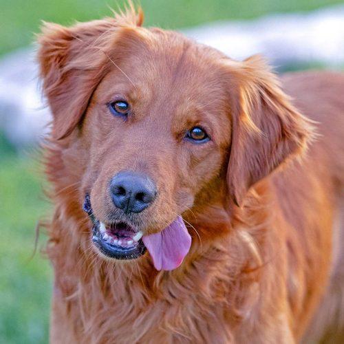 Golden Retriever
