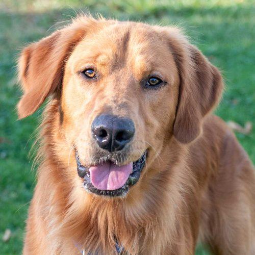 Golden Retriever