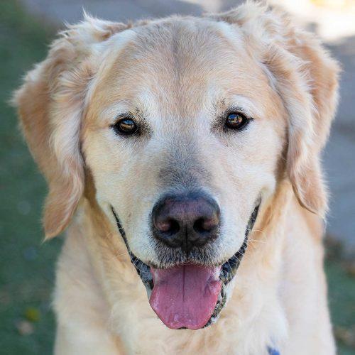 Golden Retriever