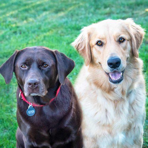 Chocolate Lab and Golden Retriever