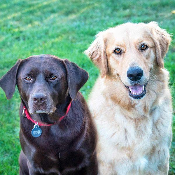 Chocolate Lab and Golden Retriever