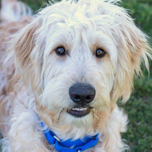 Golden Doodle