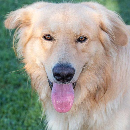 Golden Retriever Mix