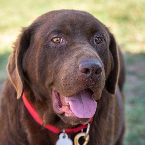 Chocolate Lab
