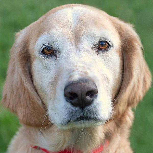 Golden Mix
