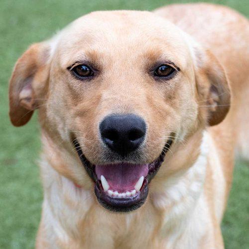 Labrador Retriever