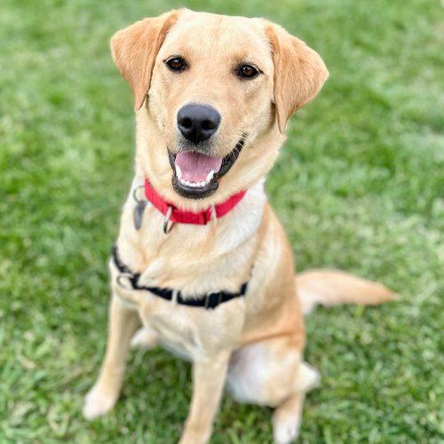 Yellow Lab