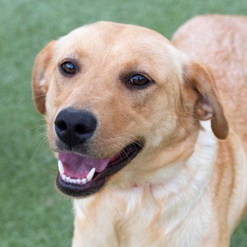 Labrador Retriever