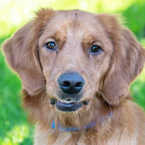 Golden Retriever