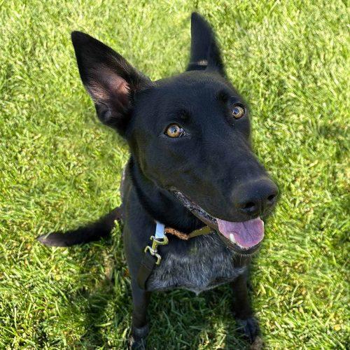 Lab Heeler Mix