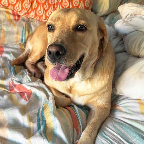 Yellow Lab