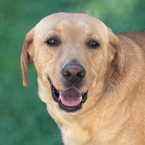 Yellow Lab