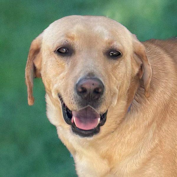 Yellow Lab