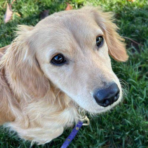 Golden Dachshund mix