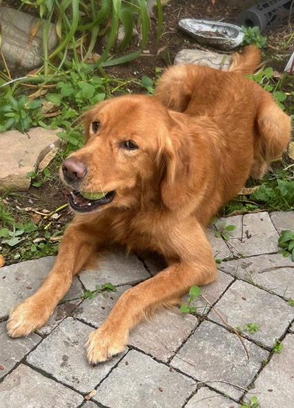 an old labrador retriever