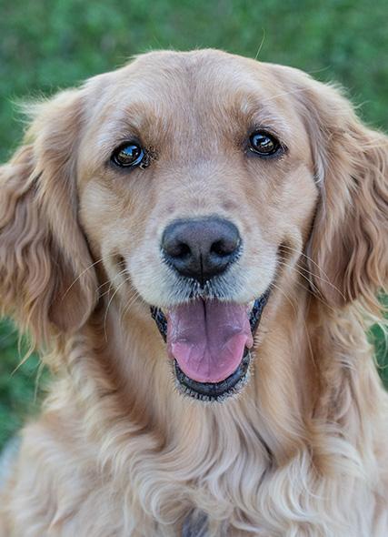 A golden retriever with special needs