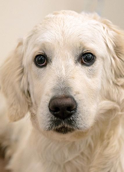 Before photo of very old dog