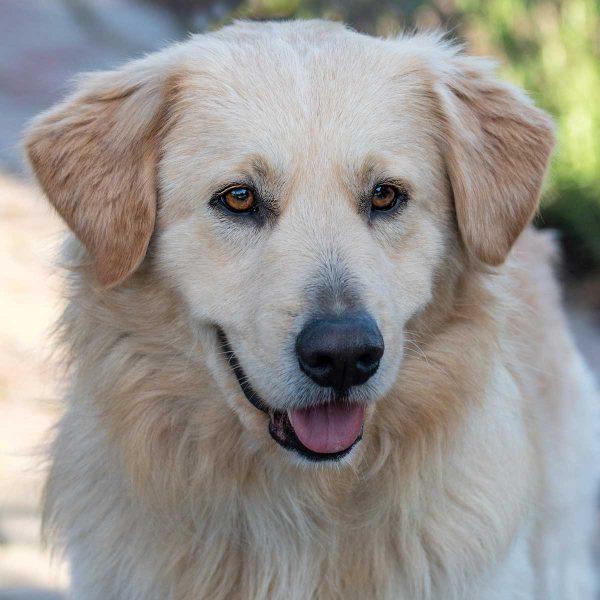 Golden Retriever mix