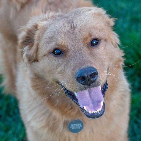 Golden Retriever Mix