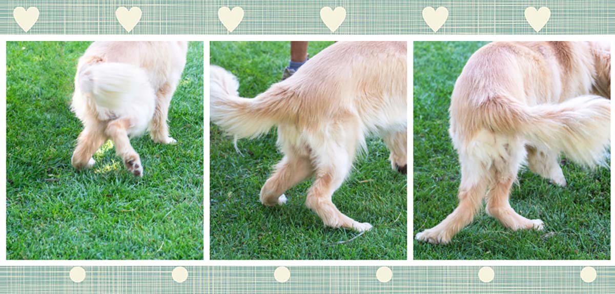 Golden Retriever Medical