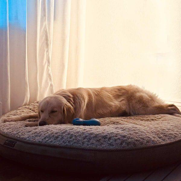 Golden Retriever resting