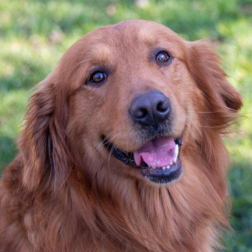 Golden Retriever